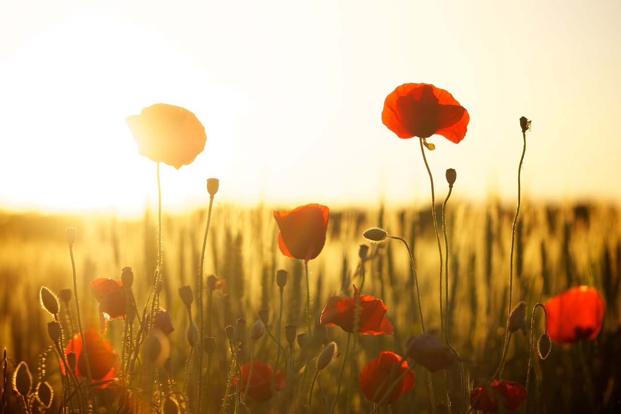 Red poppies in a sunlit field with tall grass and a bright, golden sunrise in the background.